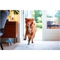 Bissell Spotclean PET Pro 15585